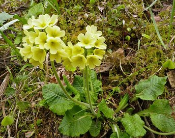 02_3500198-08-Himmelschluessel-ss-webbearb