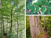 15. Hainbuche image-67934