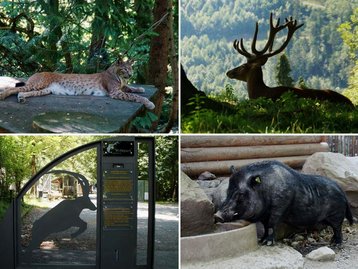 35. Wildpark Feldkirch am Ardetzenberg image-6830