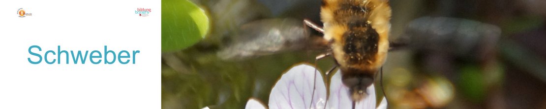 19a_Schweber_Panorama-quer