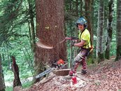 10. Holzernte image-54329