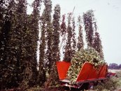 24. Hopfenernte image-16327