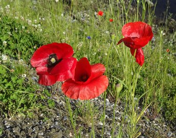 3500198-25-Klatschmohn-quer-webbearb