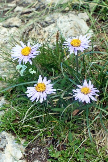 Alpenaster-Warther-Horn-2016-wg-_2_-webbearb