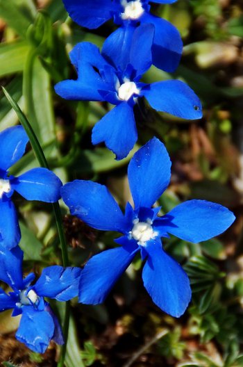 Pflanze-Blumen-Fruehlingsenzian-Au-wg-2017-_18_-webbearb