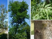 13. Esche image-67932