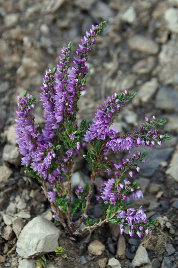 Erika-Fruehlingsheide-_1_-wg-webbearb