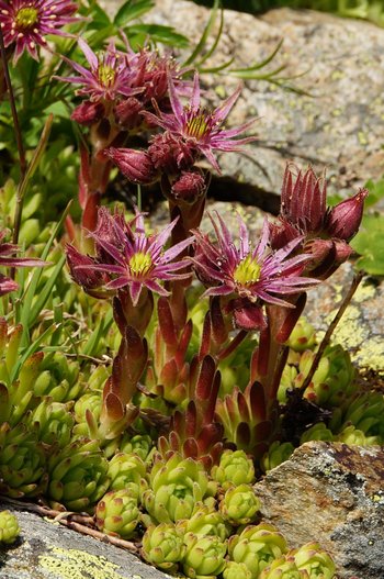 Pflanzen-Blumen-Berghauswurz-Montafon-Schruns-Hochhjoch-wg-2022-_378_-webbearb