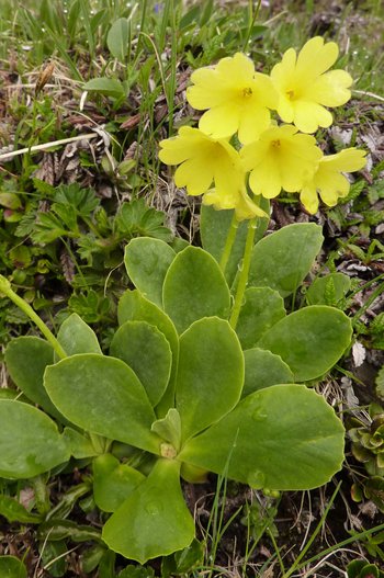 UHVf18_45-Aurikel-webbearb