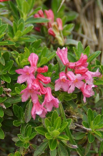 Blume-bewimperte-Alpenrose-Mutschen-CH-wg-2018-_139_-webbearb