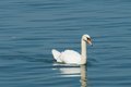 Schwan_Bodensee__im_jp_2013__1_
