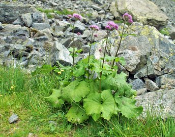 Blume-Alpendost-Madrisa-Montafon-wg-2018-_12_-webbearb