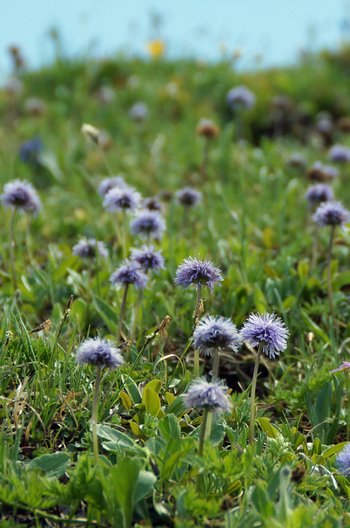 Blume-Kugelblume-Freschen-wg-2021-_220a_-webbearb