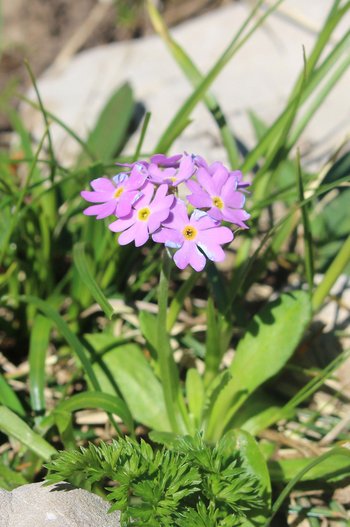 Mehlprimel-Warther-Horn-2016-wg-_5_-webbearb