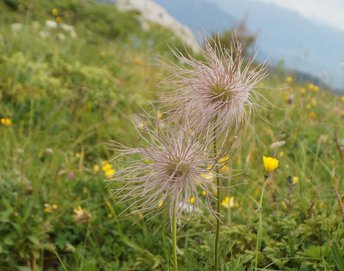 20-Alpenanemone-Strubobuob-Fruchtstand-Freschen-2014-wg-_7_-webbearb-2
