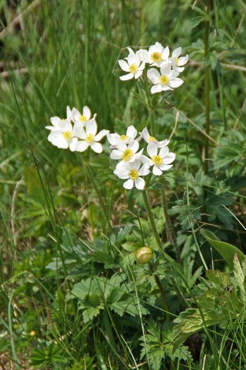 Pflanzen-Blumen-Narzissbluetiges-Windroeschen-Freschen-wg-2021-_5_-webbearb