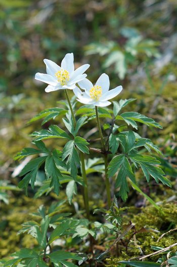 Blume-Buschwindroeschen-Schneiderkopf-wg-2018-webbearb