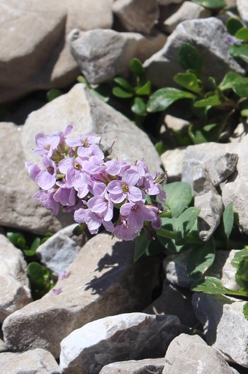 Rundblaettriges-Taeschelkraut-Warther-Horn-2016-wg-_2_-webbearb