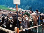 02. Viehausstellung image-6577