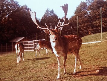 48. Wildpark image-5244