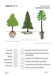 ABL_Kleine_Baumkunde_Trage_ein_2_Wurzelsysteme