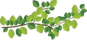 Baeume-Laubbaum-Blaetter-Zweig-quer-webbearb