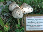 09. Nahrungsquelle Wald image-54354