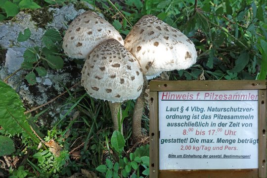 09. Nahrungsquelle Wald 09. Nahrungsquelle Wald