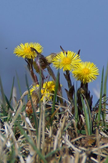 Blume-Huflattich-Lauteracher-Ried-wg-2020-_13_-webbearb