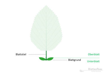 12c_Blattaufbau_Stiel