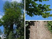 25. Ulme image-67944