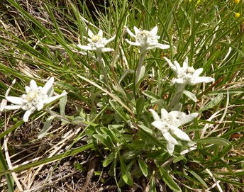 3500198-29-Edelweiss-webbearb