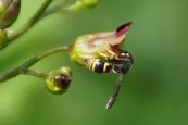 Kleine Lehmwespe image-63568