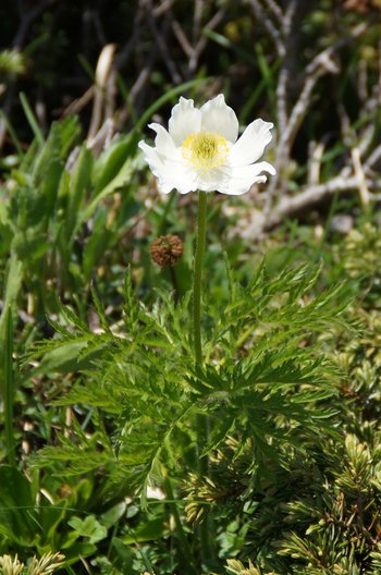 Blume-Kuhschelle-Freschen-wg-2021-_198_-webbearb