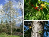 19. Wildkirsche image-67938