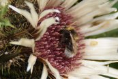 Wald-Kuckuckshummel (Silberdistel) image-63382