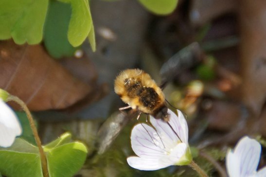 Großer Wollschweber image-89661