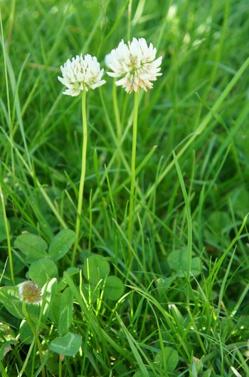 3500198-20-Weissklee-webbearb