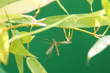 Wiesenschnake image-89665