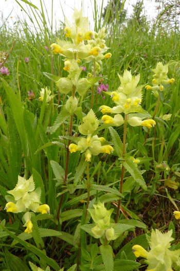 UHVf18_54-Klappertopf-webbearb