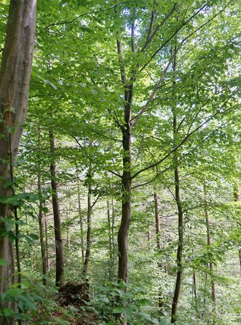 Hainbuche-mit-Blatt-Lac-Baum