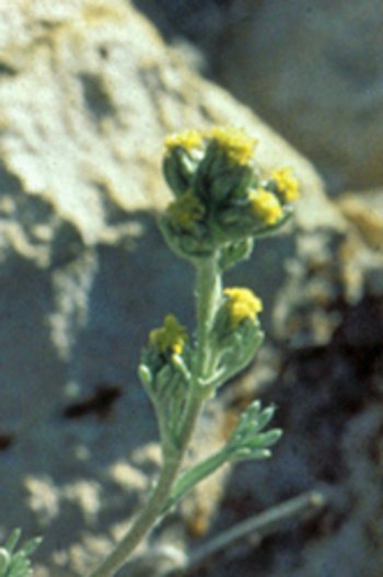 UHVf18_66-Kopie-Edelraute-Bluete-webbearb