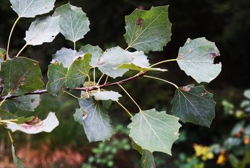 Espe-HHH-Blatt