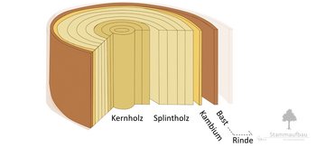 09d_Stammaufbau_Bast-webbearb