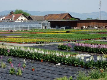 18. Sennhof Rankweil-Brederis image-2005