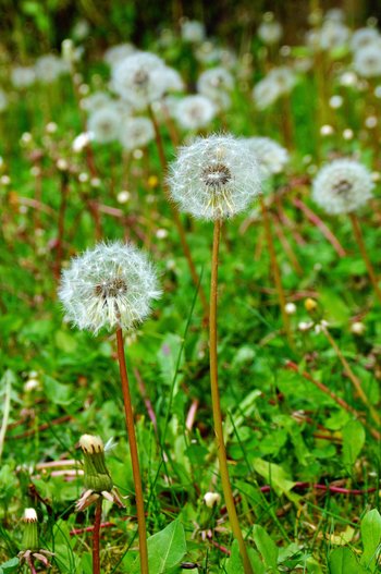 Blume-Loewenzahn-Pusteblume-wg-_4_-webbearb