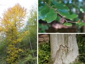 08. Buche image-67927