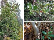 24. Stechpalme image-67943