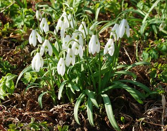 Pflanze-Schneegloeckchen-Oberfeld-wg-2017-_12_-webbearb