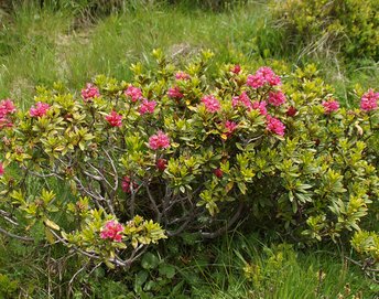 Alpenrose-Freschen-2014-wg-rostrot-_2_-webbearb